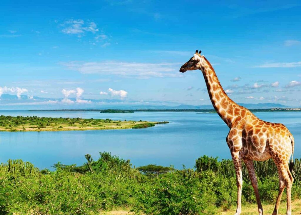 Discover Uganda