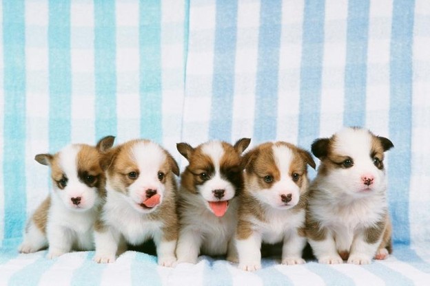Happy and Healthy Puppies