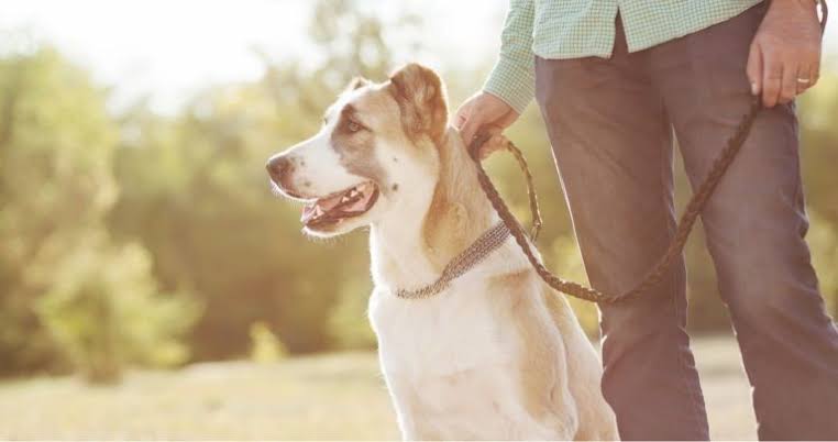 Off-Leash Dog Bites Lawyer