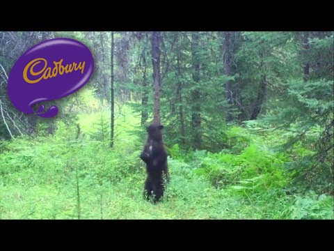 youtube placeholder image