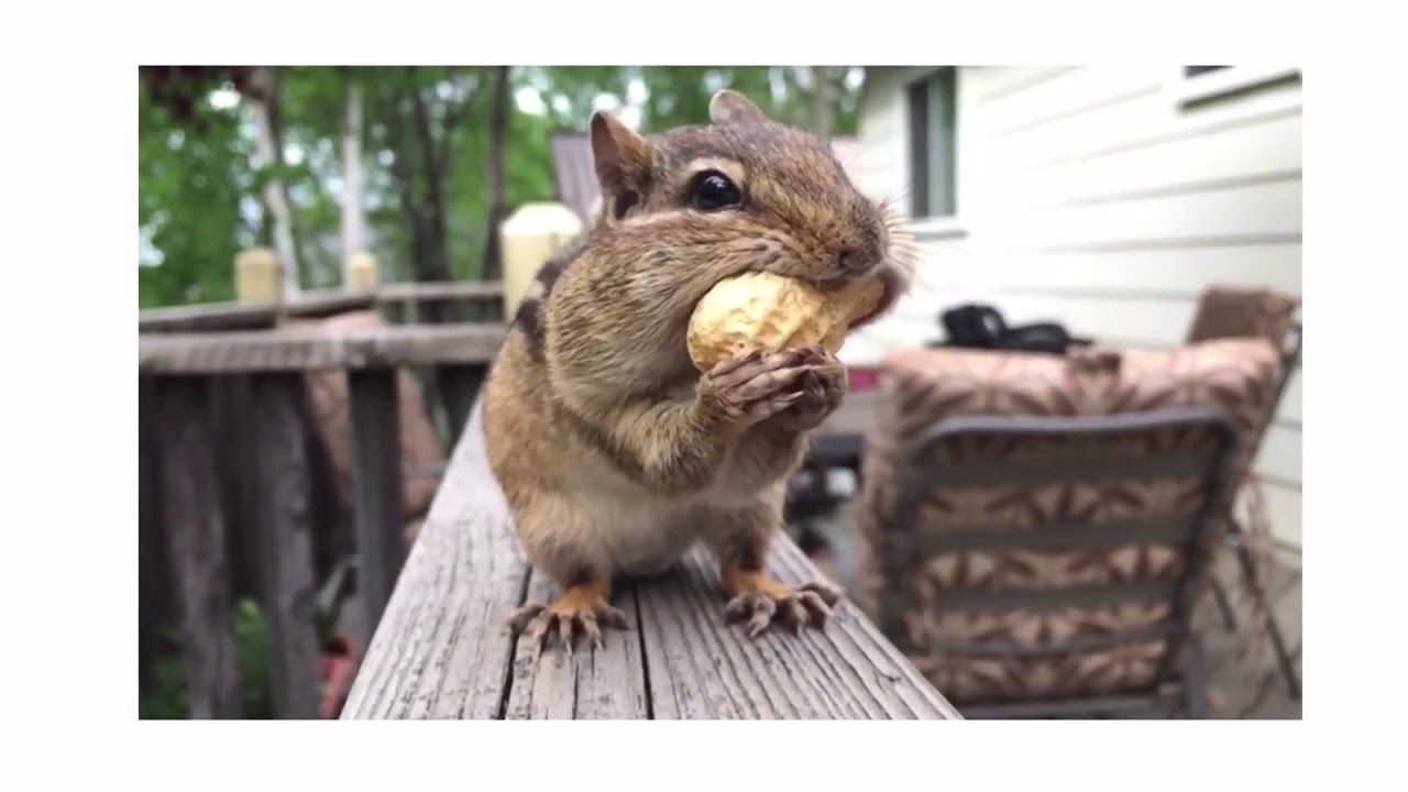 youtube placeholder image
